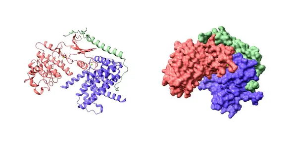 Cdk4 粉红色 与Cyclin 和P27抑制剂 配合物的晶体结构 3D卡通和高斯曲面模型 Pdb 6P8E 白色背景 — 图库照片