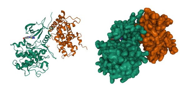 Structure of cyclin-dependent kinase CDK9 (green) in complex with cyclin T (brown) and a 2-amino-4-heteroaryl- pyrimidine inhibitor. 3D cartoon and Gaussian surface models, PDB 4bci, white background