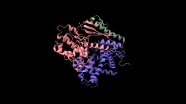 CDK4 'ün kristal yapısı (pembe) siklin D1 (mavi) ve P27 inhibitörü (yeşil) ile karışıktır. Animasyon 3D karikatür ve Gauss yüzey modelleri, PDB 6p8e, siyah arkaplan