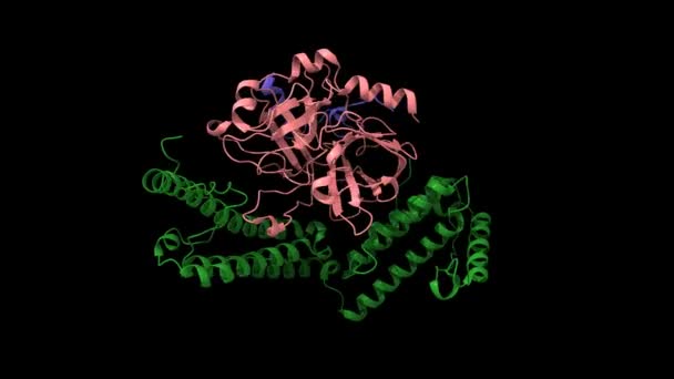 Estafilocoagulasa Verde Compleja Con Heterodímero Trombina Humana Dibujos Animados Modelos — Vídeo de stock