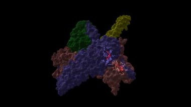 Isı-şok protein 90 dimer (pembe-mavi) - HSP90 eşrefakatçi Cdc37 (sarı) - siklin bağımlı kinaz 4 (yeşil) kompleksi ve ATP (kırmızı). Animasyon 3D karikatür ve Gauss yüzey modelleri, PDB 5fwk, siyah arkaplan