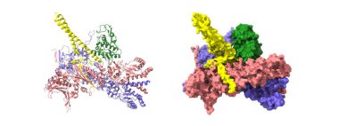 Isı-şok protein 90 dimer (pembe-mavi) - HSP90 eşrefakatçi Cdc37 (sarı) -siklin-bağımlı kinaz 4 (yeşil) kompleksi. 3D karikatür ve Gauss yüzey modelleri, PDB 5fwk, beyaz arkaplan