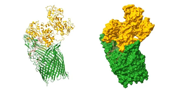 Estructura Proteína Unión Transferrina Verde Neisseria Meningitidis Compleja Con Transferrina — Foto de Stock