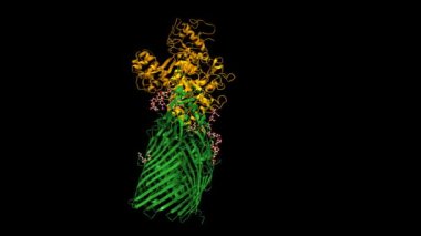 Neisseria menenjit kompleksinden A (yeşil) transferini bağlayan transferrin yapısına tam uzunlukta insan transferini (portakal) eklenmiştir. Animasyon 3D karikatür ve Gauss yüzey modelleri, PDB 3v8x, siyah arkaplan