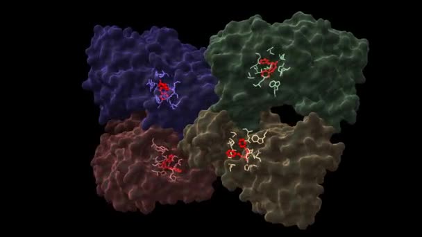带抑制剂 的链球菌热源性外毒素B Speb 四聚体的结构 动画3D卡通和高斯曲面模型 链状色系方案 Pdb 1Pvj 黑色背景 — 图库视频影像