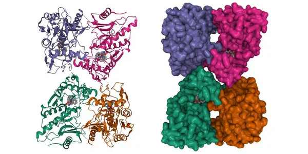 Struktura Tetrameru Pirogennej Egzotoksyn Paciorkowcowych Speb Inhibitorem Szarym Kreskówki Gaussian — Zdjęcie stockowe