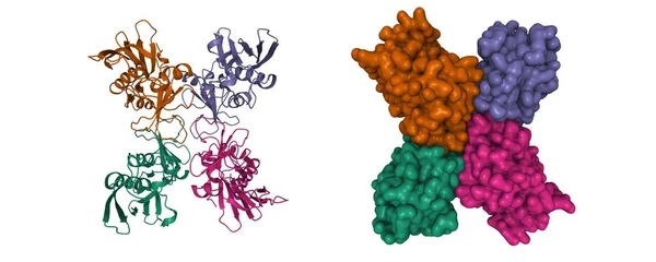 Структура Стрептококового Пірогенного Екзотоксину Тетрамеру Spea Мультиплікаційні Гаусові Моделі Поверхні — стокове фото