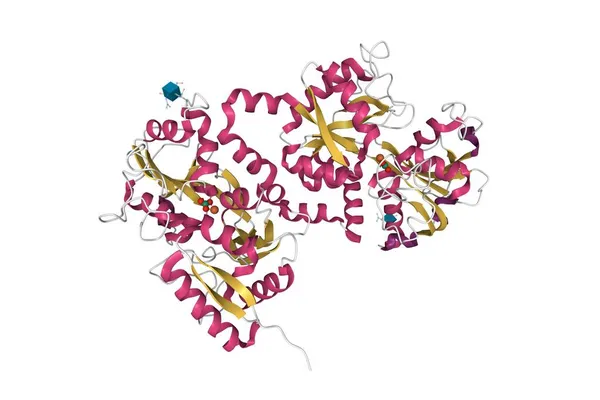 Struktur Des Rekombinanten Menschlichen Lactoferrins Mit Gebundenem Eisen Hellbraun Und — Stockfoto