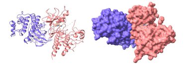 C-raf 'ın kristal yapısı (raf-1), mitojenle etkinleştirilmiş protein kinaz dimeridir. 3D karikatür ve Gauss yüzey modelleri, zincir kimlik renk şeması, PDB 3omv, beyaz arkaplan