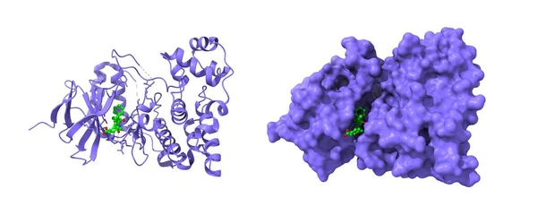 Nsan Jnk3 Ünün Kristal Yapısı Izoquinolon Inhibitörüyle Komplekslenmiş Karikatür Gauss — Stok fotoğraf