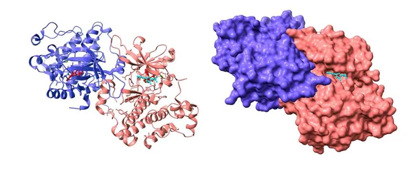 Dimero Del Receptor Del Factor Crecimiento Epidérmico Complejo Con Inhibidor — Foto de Stock