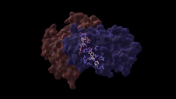 Raf Raf Kristályszerkezete Egy Mitogén Aktivált Protein Kináz Dimer Animált — Stock videók