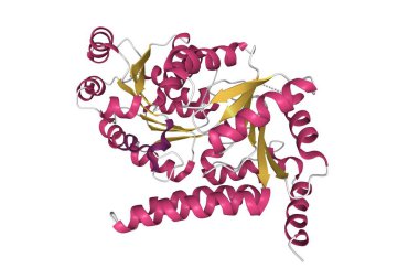 İnsan RECQL5 helicase APO formunun yapısı. 3D çizgi film modeli, ikincil yapı renk şeması, PDB 5lb8, beyaz arkaplan