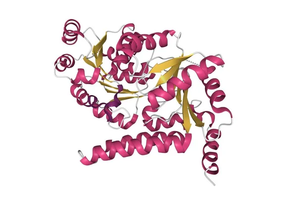 人Recql5螺旋酶Apo的结构 3D卡通模型 二级结构配色方案 Pdb 5Lb8 白色背景 — 图库照片