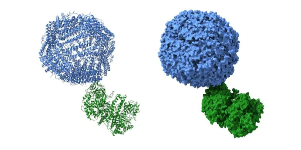 Estructura Del Complejo Receptor Transferrina Humana Verde Ferritina Azul Dibujos — Foto de Stock