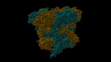 INO80 kompleksinde insan Rvb1-Rvb2 heteroHexamer. Animasyon 3D karikatür ve Gauss yüzey modelleri iki dik projeksiyon, PDB 5oaf, siyah arkaplan