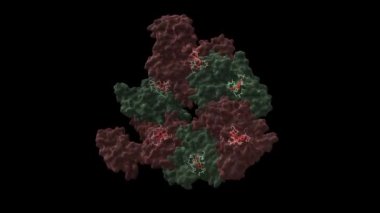 ADP (kırmızı) bağlı insan RuvB benzeri helicase RuvBL1 altıgen. Animasyon 3D karikatür ve Gauss yüzey modelleri iki dik projeksiyon, PDB 2c9o, siyah arkaplan