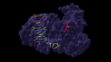 Bloom sendromu BLM 'nin kristal yapısı DNA ve ADP (kırmızı) ile karışıktır. Animasyon 3D karikatür ve Gauss yüzey modelleri iki dik projeksiyon, PDB 4cgz, siyah arkaplan