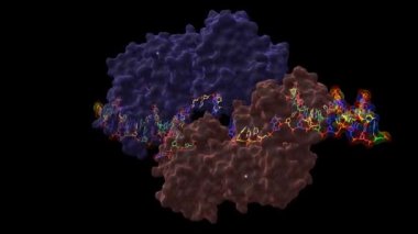 Karmaşık DNA 'lı insan yapımı RECQ benzeri sarmal. Animasyon 3D karikatür ve Gauss yüzey modelleri iki dik projeksiyon, PDB 2wwy, siyah arkaplan
