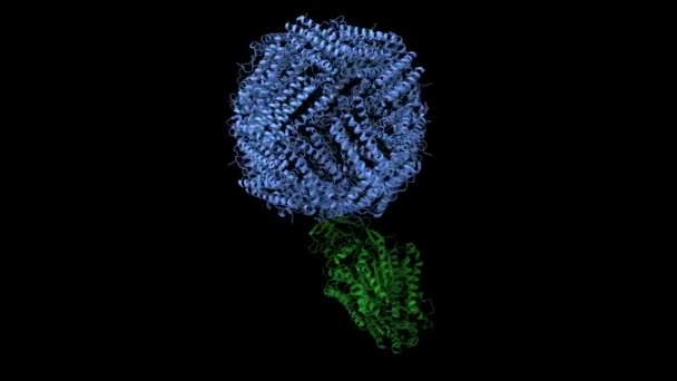 Struktur Des Menschlichen Transferrin Rezeptors Grün Ferritin Komplex Blau Animierter — Stockvideo