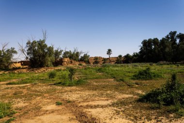 Suudi Arabistan, Marat 'ta terk edilmiş bir zeytin ağacı çiftliği.