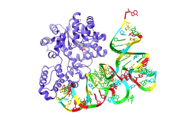 人色氨酸 Trna合成酶与Trna Trp 复合物的结构 3D卡通模特 Pdb 2Ake 白色背景 — 图库照片