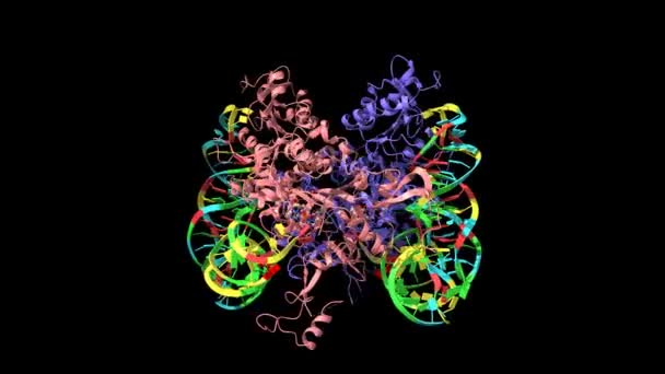 Struttura Cristallina Del Tipo Selvaggio Umano Glyrs Dimero Legato Con — Video Stock