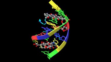 Antikanser ilacı Doxorubicin (gri) ile kompleks DNA yapısı. Animasyon 3D çizgi film ve top ve sopa modeli, PDB 1d12, siyah arkaplan.