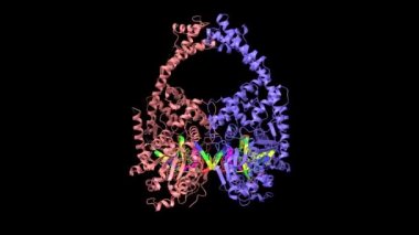 DNA ve anti kanser ilacı mitoksantrone (morumsu) ile kompleks içinde insan totoxomeraz 2 beta. İki dik projeksiyonlu üç boyutlu animasyon modeli, PDB 4g0v, siyah arkaplan.