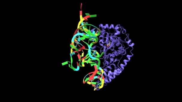 人色氨酸 Trna合成酶与Trna Trp 和色氨酸复合物的结构 动画3D卡通和高斯曲面模型 Pdb 2Ake 黑色背景 — 图库视频影像