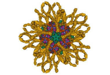 İnsan coxsackievirüs A21 'in kriyo-em yapısı beş etki alanı ikam-1 (kahverengi) ile komplekslendi. 3D Gaussian yüzey modeli, PDB 1z7z, beyaz arkaplan