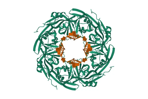 Anneau Octamère Virus Ebola Vp40 Vert Généré Par Oligonucléotide Adn — Photo