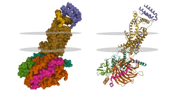 Struktura Czynnego Kompleksu Białkowego Receptora Adrenomeduliny Peptydem Adrenomeduliny Jasnobrązowym Błona — Zdjęcie stockowe