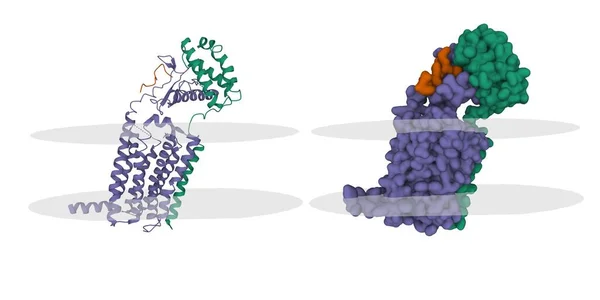 Estructura Del Receptor Cgrp Azul Con Péptido Cgrp Marrón Proteína — Foto de Stock