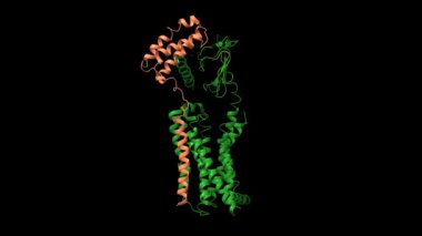 CGRP reseptörünün (mavi) CGRP peptit (kahverengi) ve reseptör aktivite düzenleyici protein (yeşil) ile yapısı. Animasyon 3D karikatür ve Gauss yüzey modelleri, PDB 7 knu, siyah arkaplan.