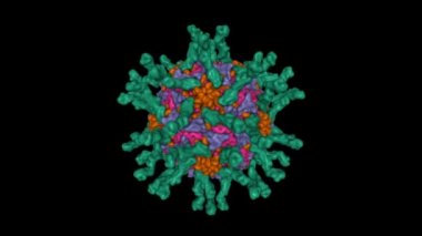 İnsan poliovirüsünün (serotip 1) üç etki alanı CD155 (yeşil) ile komplekslenmiş kriyo-EM yapısı. Canlandırılmış 3D Gauss yüzey modeli, PDB 1dgi, siyah arkaplan