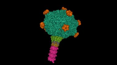 Boş gen transfer aracı parçacığı Virion. Canlandırılmış 3D Gaussian yüzey modeli, protein id renk şeması, PDB 6tui, siyah arkaplan.