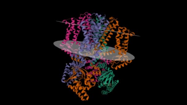 超偏光状態におけるヒトHcn1チャネルの構造 アニメーション3D漫画モデル Pdb 6Uqf 黒の背景 — ストック動画