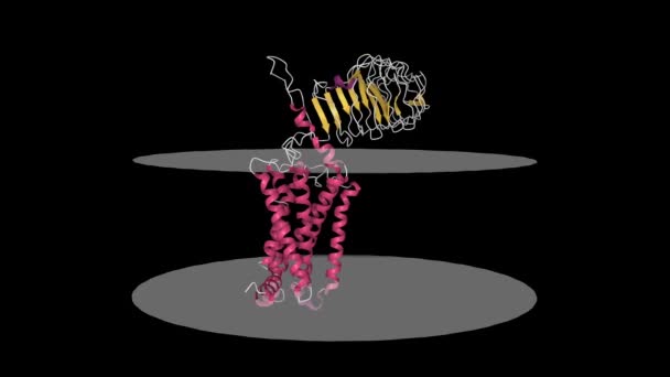 促黄体素促绒毛素受体 动画3D卡通模型 和外层 细胞膜显示 Pdb 7Fij 黑色背景 — 图库视频影像