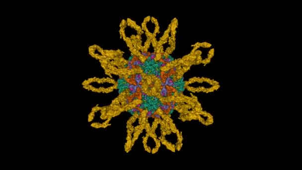 Struktura Krio Ludzkiego Coxsackievirus A21 Złożona Pięciu Domen Icam Brązowy — Wideo stockowe