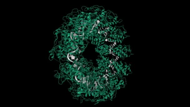 Veszettség Vírus Nukleoprotein Rns Komplexének Kristályszerkezete Animált Rajzfilm Modell Pdb — Stock videók