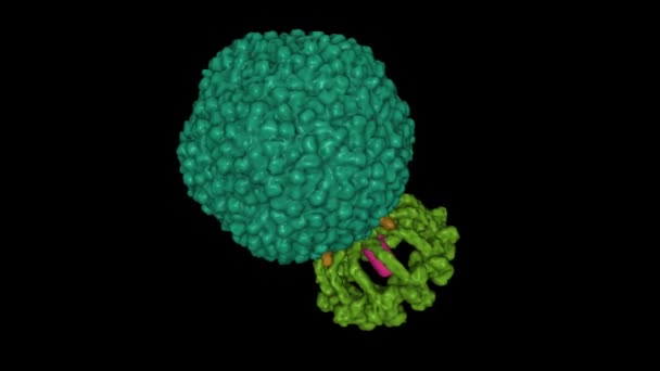 Struktur Des Nativen Bakteriophagen P68 Animiertes Gaußsches Oberflächenmodell Proteinspezifisches Farbschema — Stockvideo