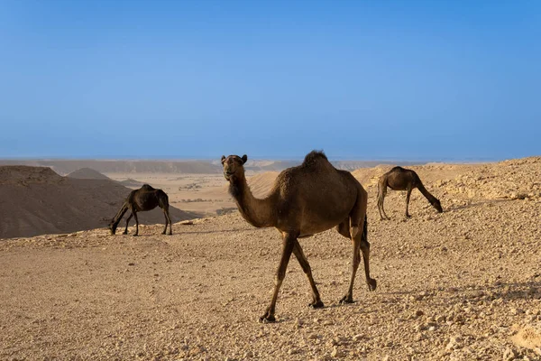 Camellos Dromedarios Desierto — Foto de Stock