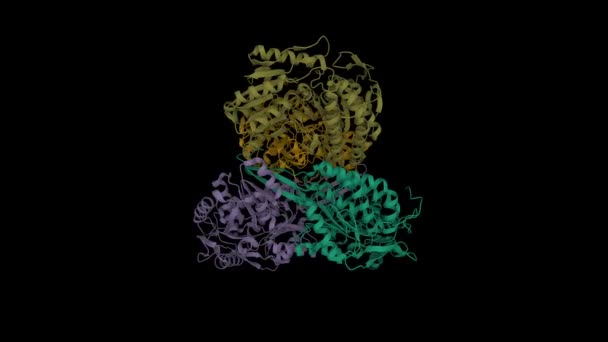 ヒトアルデヒド水素化酵素Aldh1A1の構造 アニメーション3D漫画モデル Pdb 4Wj9 黒の背景 — ストック動画
