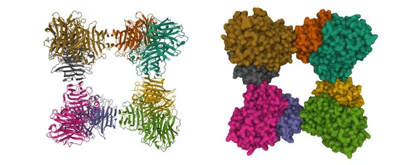 Estructura Saccharomyces Cerevisiae Invertase Octamer Dibujos Animados Modelos Superficie Gaussiana — Foto de Stock