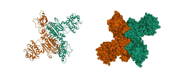 Struktura Ludzkiego Mitochondrialnego Homodimera Syntezy Mitochondrialnej Trna Kreskówki Gaussian Modele — Zdjęcie stockowe
