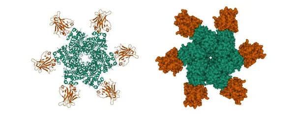 Structure Oncoprotein Sv40 Large Antigen Hexamer Green P53 Tumor Suppressor — Stock Photo, Image