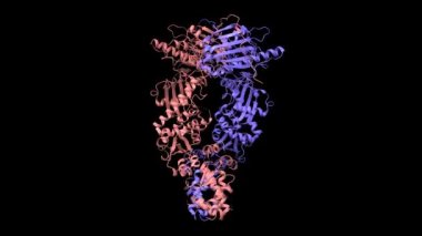 Tam boy insan mitokondriyal Hsp90 (TRAP1) homodimer. Canlandırılmış 3D karikatür ve Gauss yüzey modelleri, zincir kimlik şeması, PDB 7 kck, siyah arkaplan