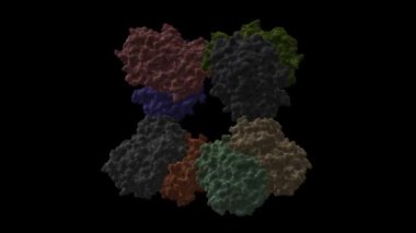 Saccharomyces cerevisiae invertase octamer 'ın yapısı. Canlandırılmış 3D karikatür ve Gauss yüzey modelleri, zincir kimlik şeması, PDB 4eqv, siyah arkaplan
