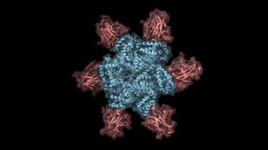 Oncoprotein SV40 büyük T antijen altıgen (mavi) ve p53 tümör bastırıcı (pembe) kompleksinin yapısı. Animasyon 3D karikatür ve Gauss yüzey modelleri, PDB 2h1l, siyah arkaplan